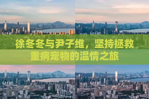 徐冬冬与尹子维，坚持拯救重病宠物的温情之旅