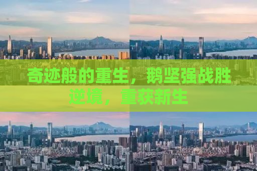 奇迹般的重生，鹅坚强战胜逆境，重获新生
